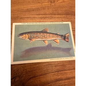 Set of 4 Postcard eastern Brook Trout Haynes Studio Yellowstone Park Unused